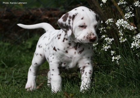 Christi ORMOND Leading Lodestar - Black Collar (male)