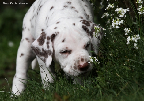 Christi ORMOND Leading Lodestar - Black Collar (male)