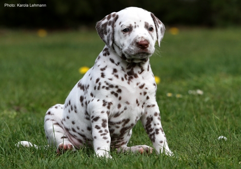 Christi ORMOND Lady Rose - Orange Collar (female)