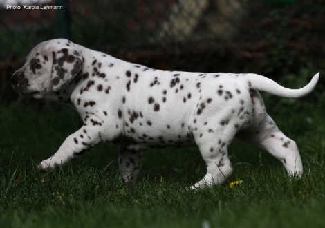 Christi ORMOND Loyal Heart - Pink Collar (female)