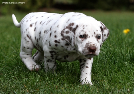 Christi ORMOND Loyal Heart - Pink Collar (female)