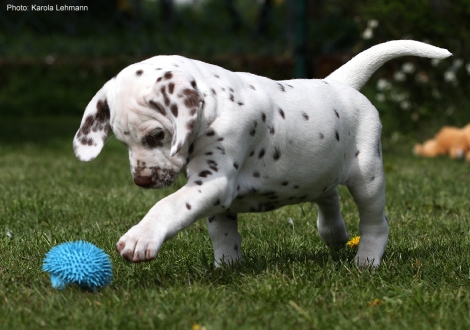 Christi ORMOND Lemon Spice - Yellow Collar (male)