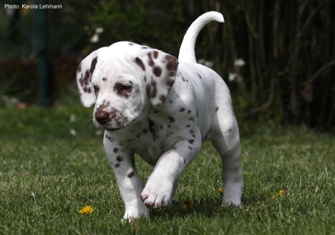 Christi ORMOND Lemon Spice - Yellow Collar (male)