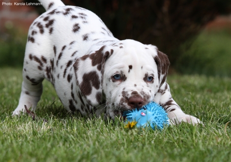 Christi ORMOND Lively Fellow - Blue Collar (male)