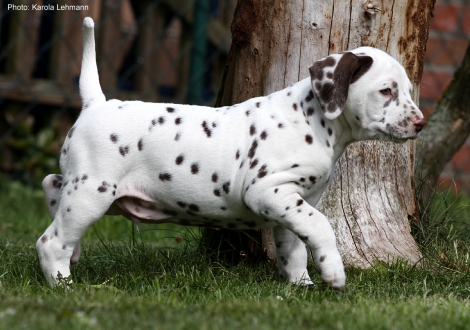 Christi ORMOND Lap Dog - Kopf - Ohren Platte (Rüde)