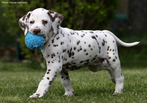 Christi ORMOND Leading Lodestar - Black Collar (male)