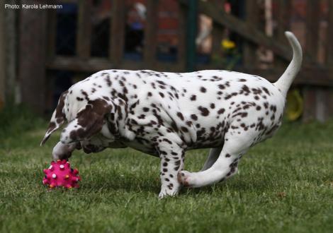 Fotoimpressionen: Christi ORMOND Lively Fellow (Rüde)