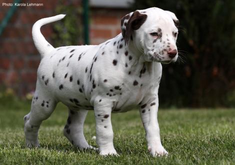 Fotoimpressionen: Christi ORMOND Lap Dog (Rüde)