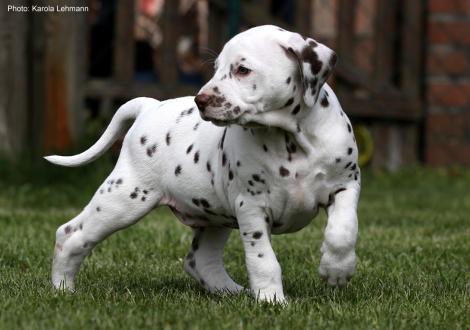 Fotoimpressionen: Christi ORMOND Lap Dog (Rüde)