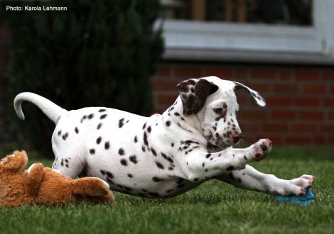 Christi ORMOND Lap Dog (male) - Sold to Brandenburg | Germany
