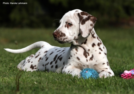 Christi ORMOND Leading Lodestar (male) - Sold to Weimar | Germany