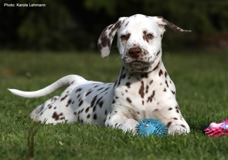 Christi ORMOND Leading Lodestar (male) - Sold to Weimar | Germany