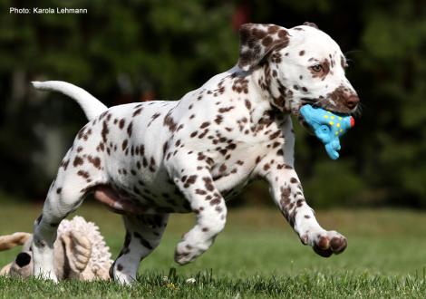 Christi ORMOND Lady Rose (female) - Sold to Bad Schwartau | Germany