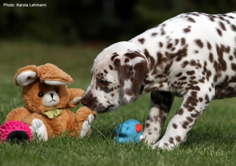 Photo Impressions Christi ORMOND L - Litter 8th week of life 