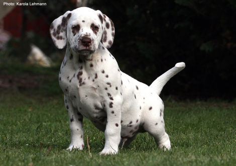 Christi ORMOND Lemon Spice (male) - Sold to Zülpich | Germany