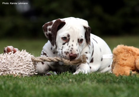 Christi ORMOND Lap Dog (male) - Sold to Brandenburg | Germany