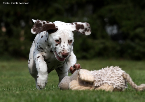 Christi ORMOND Lap Dog (Rüde) - Vermittelt nach Brandenburg