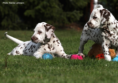 Photo Impressions Christi ORMOND L - Litter