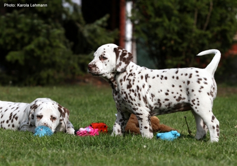 Photo Impressions Christi ORMOND L - Litter