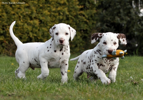 Links Christi ORMOND Octavius Gaius und rechts Christi ORMOND Optimus Prime