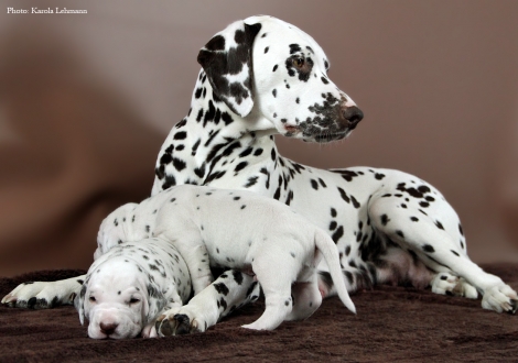 Christi ORMOND Knjazjouna Kyra with her Christi ORMOND O - Litter 2nd week of life