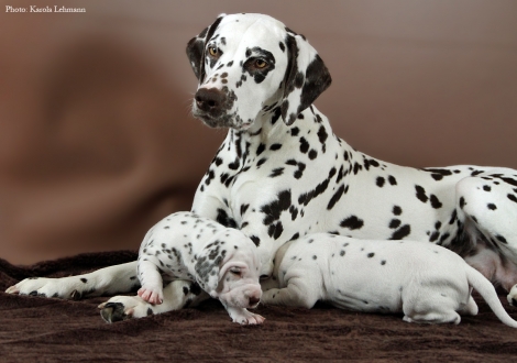 Christi ORMOND Knjazjouna Kyra with her Christi ORMOND O - Litter 2nd week of life