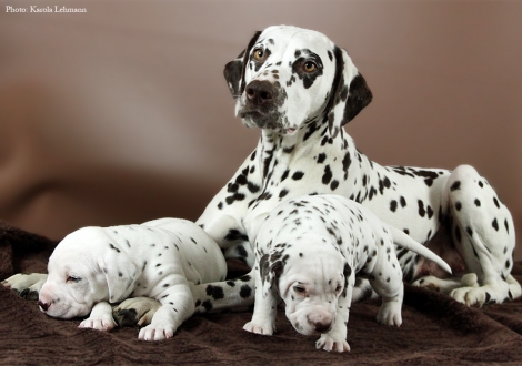 Christi ORMOND Knjazjouna Kyra with her Christi ORMOND O - Litter 3rd week of life