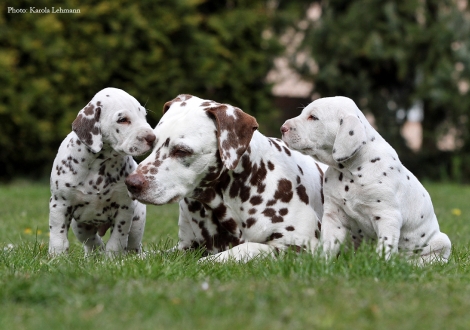 Left Christi ORMOND Optimus Prime, middle our female and grandma of the puppies Mochaccino Dalmatian Dream (13 years old) and right Christi ORMOND Octavius Gaius