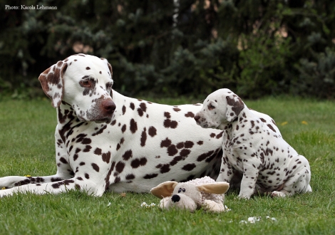 Left our male and granduncle of the puppies Christi ORMOND Exquisite Selection and right Christi ORMOND Optimus Prime