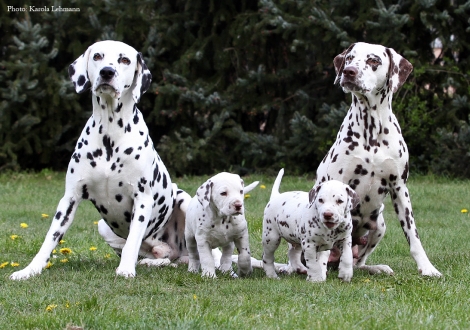 Left our male Spotnik's First Farao For Ormond, middle Christi ORMOND Octavius Gaius and Christi ORMOND Optimus Prime, right mother Christi ORMOND Knjazjouna Kyra