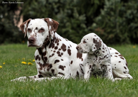 Left our female and grandma of the puppies Mochaccino Dalmatian Dream (13 years old) and Christi ORMOND Optimus Prime