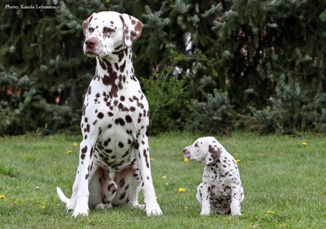 Left our male and granduncle of the puppies Christi ORMOND Exquisite Selection and right Christi ORMOND Optimus Prime