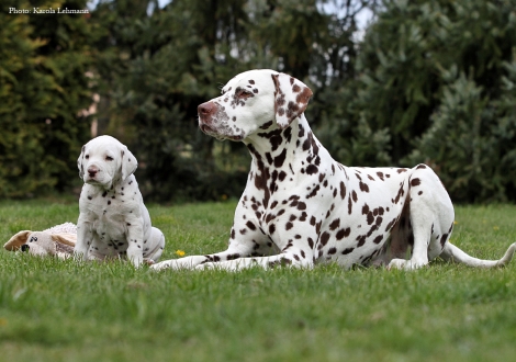 Left Christi ORMOND Octavius Gaius and right our male and granduncle of the puppies Christi ORMOND Exquisite Selection