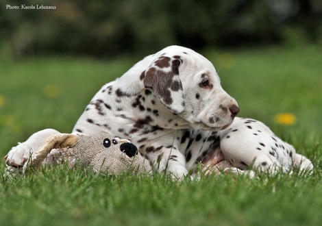 Left Christi ORMOND Octavius Gaius and right our male and granduncle of the puppies Christi ORMOND Exquisite Selection