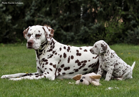 Left our male and granduncle of the puppies Christi ORMOND Exquisite Selection and right Christi ORMOND Optimus Prime