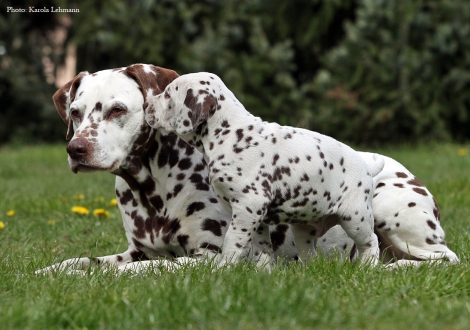 Left our female and grandma of puppies Mochaccino Dalmatian Dream (13 years old) and right Christi ORMOND Optimus Prime