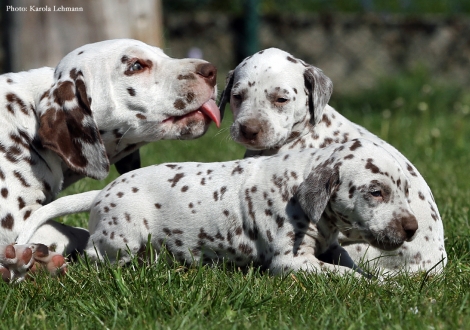 Left Christi ORMOND Optimus Prime with the puppies BB - Litter vom Teutoburger Wald (3,5 weeks old)