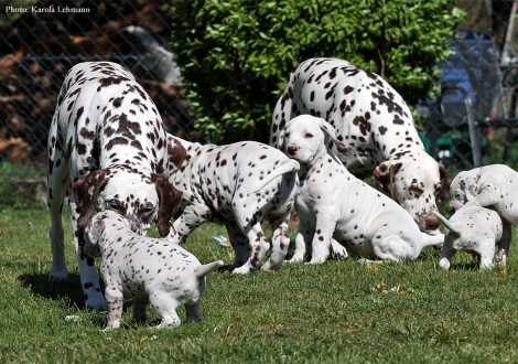 Christi ORMOND Empress Edition with her BB - Litter vom Teutoburger Wald and Christi ORMOND Knjazjouna Kyra with her Christi ORMOND O - Litter