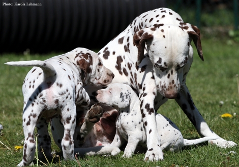 Half-sister Christi ORMOND Knjazjouna Kyra with her son Christi ORMOND Oprimus Prime and Mr. Without collar (BB - Litter vom Teutoburger Wald, 3,5 weeks old)