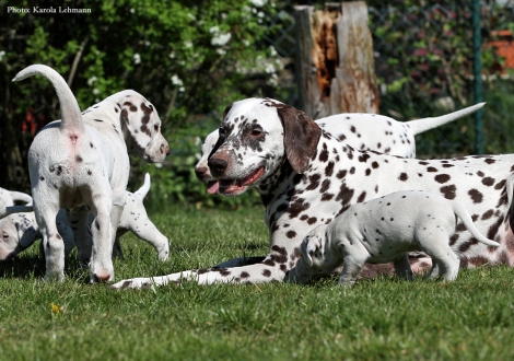 Christi ORMOND Octavius Gaius and Christi ORMOND Optimus Prime with the puppies BB - Litter vom Teutoburger Wald (3,5 Wochen alt) and the mother of the Litter Christi ORMOND Empress Edition