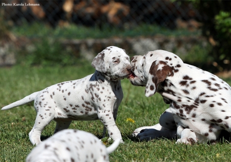 Right Christi ORMOND Optimus Prime with the puppies BB - Litter vom Teutoburger Wald (3,5 weeks old)