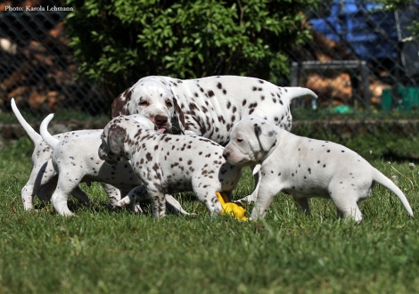 Christi ORMOND Optimus Prime with the puppies BB - Litter vom Teutoburger Wald (3,5 weeks old)