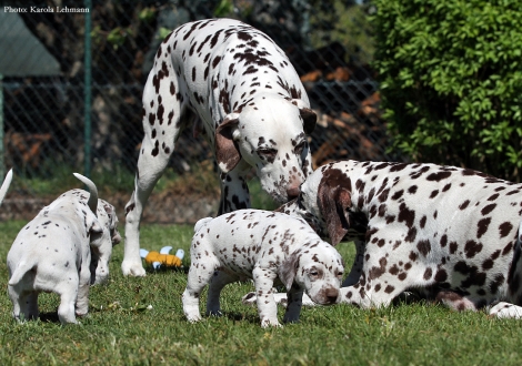 Christi ORMOND Empress Edition with her BB - Litter vom Teutoburger Wald and Christi ORMOND Knjazjouna Kyra with her Christi ORMOND O - Litter