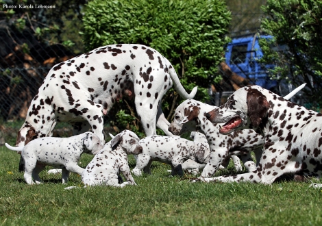 Christi ORMOND Empress Edition with her BB - Litter vom Teutoburger Wald and Christi ORMOND Knjazjouna Kyra with her Christi ORMOND O - Litter