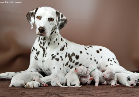 Christi ORMOND Incognito Celebrity with her Christi ORMOND P - Litter 1st week of life