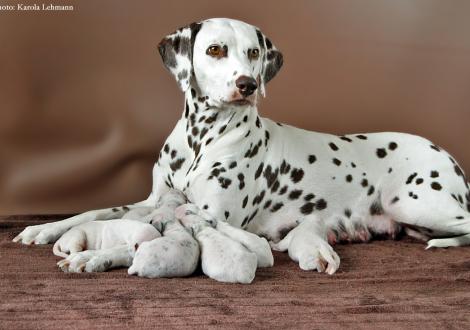 Christi ORMOND Incognito Celebrity with her Christi ORMOND P - Litter 1st week of life