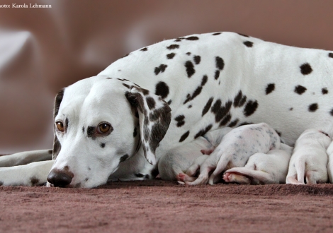 Christi ORMOND Incognito Celebrity with her Christi ORMOND P - Litter 1st week of life