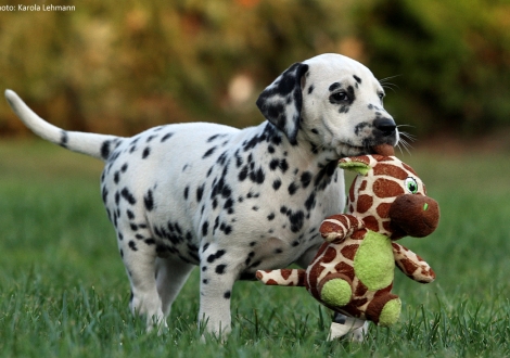 Christi ORMOND Pandora Luna - Ohne Halsband (Hündin)