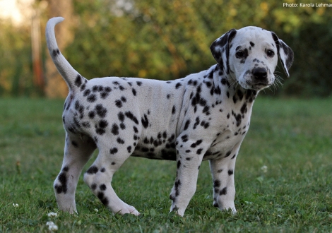Christi ORMOND Pandora Luna - Ohne Halsband (Hündin)
