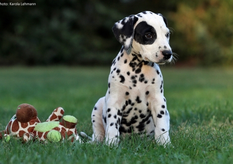 Christi ORMOND Penny Lane - Monokel (Hündin)